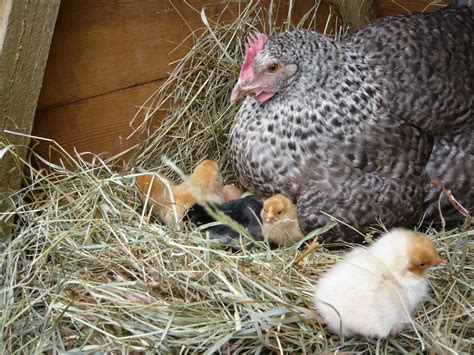 An English Homestead: 13 Tips For Hatching Eggs Using A Broody Hen