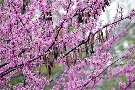 Eastern Redbud Tree: First Signs of Spring to Come - Tara Wildlife