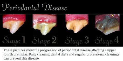 How to Avoid the Doggy Dentist | Kabo