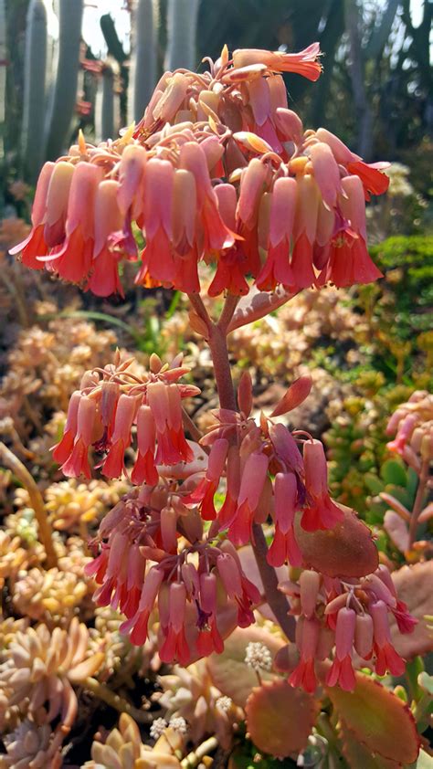 Hot and Unusual Cacti in CA - FineGardening