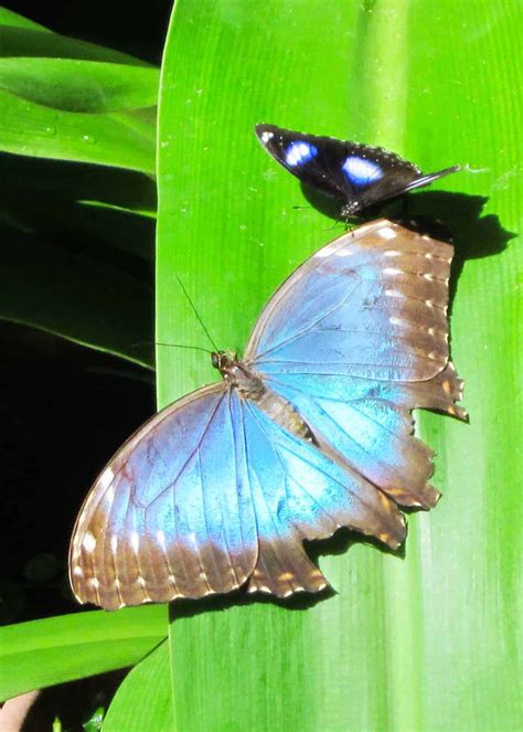 15 Blue Morpho Butterfly Facts: Iridescent Gem of Ecuador's Amazon (All 24 Species ...