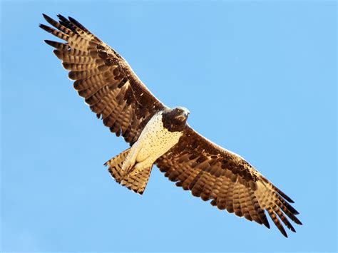 Martial Eagle In Flight