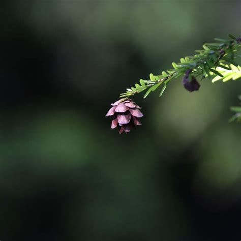 Hemlock Pine Cones - Etsy