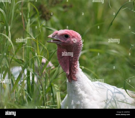 Free range turkey Stock Photo - Alamy