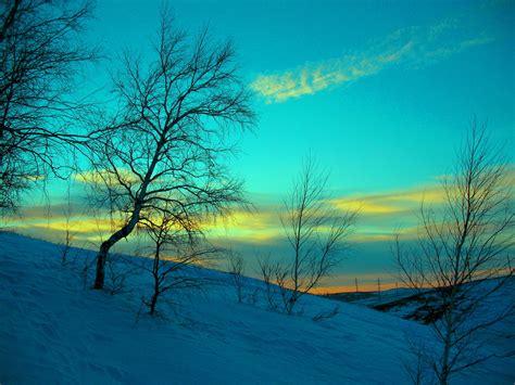 Bare trees during sunset HD wallpaper | Wallpaper Flare