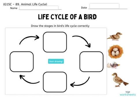 Robin Life Cycle Worksheets Life Cycle Of A Bird Activity | lupon.gov.ph