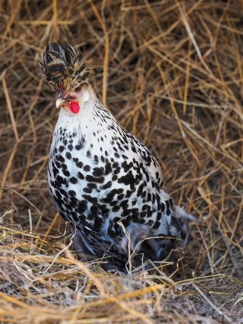 Top 15 Best Fancy Chicken Breeds | Chickens And More