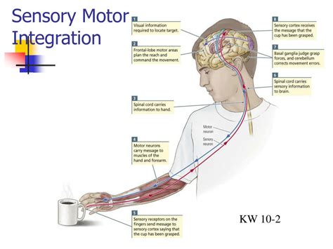 PPT - Right Brain Left Brain PowerPoint Presentation, free download - ID:701451