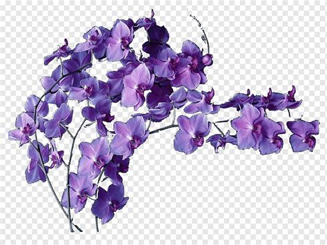 Cut flowers Violet Flower bouquet Floral design, flower, purple, violet, flower png | PNGWing