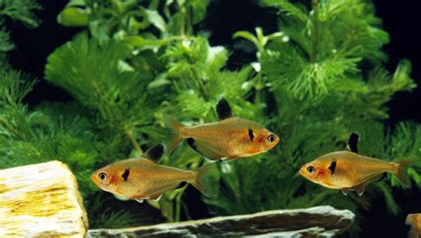 Serpae Tetra Species Profile: Look, Care, Size & All | 2024