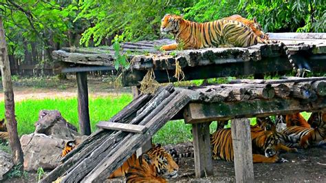 Safari World Bangkok, Thailand | Ride through Open Animals - YouTube