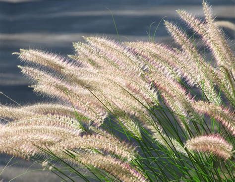 Grasses - easy plants to care for, great for landscaping gardens and patios