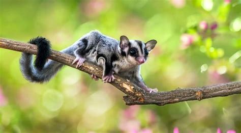 Sugar Gliders | Veterinarian in Green Bay, WI | Paws & Co Clinics