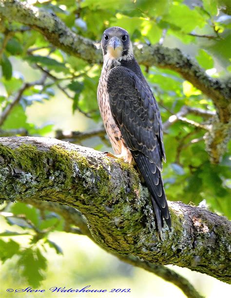 Male Juvenile Peregrine Falcon. | Male Juvenile Peregrine Fa… | Flickr