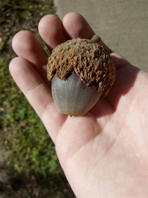 What tree made this?? It looks like a giant acorn, but I've never seen anything like it. Found ...