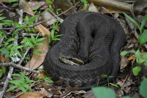 40+ Cottonmouth Snake Florida Stock Photos, Pictures & Royalty-Free Images - iStock