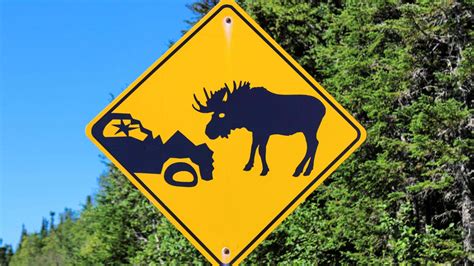 New Study: Be Alert to Moose Car Crash Risk | Geotab