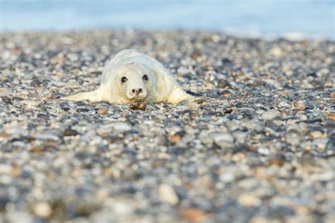 Free Photo | Seal on the beach on dune island near helgoland