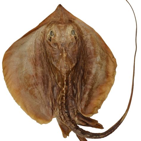 Species New to Science: [Ichthyology • 2020] Hemitrygon yemenensis • A New Species of Stingray ...