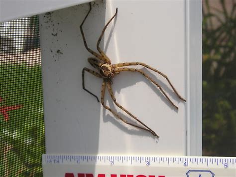 Large Spider - Heteropoda venatoria - BugGuide.Net