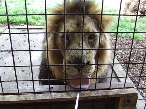 Scribbling Lau: Feeding the lions at London Zoo