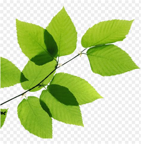 Free download | HD PNG real leaves png transparent image green leaves ...