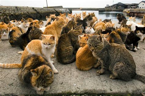 A Visit to Aoshima: Japanese Cat Island - Life With Cats