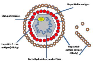 Virus Shapes | Definition & Examples - Lesson | Study.com