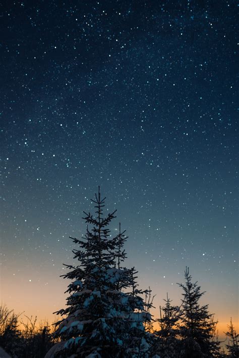 🔥 Download Green Pine Tree Under Blue Sky During Night Time Photo by ...