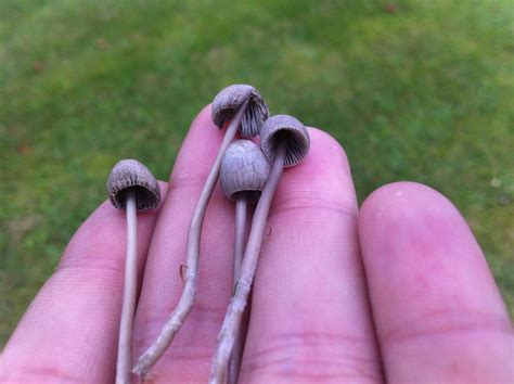 Psilocybe strictipes ??? - Mushroom Hunting and Identification ...