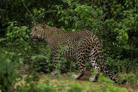 Yala National Park | Well Known Places