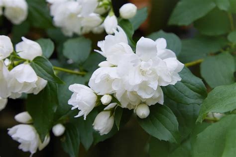 Philadelphus mexicanus Mock Orange - Diaco's Garden Nursery