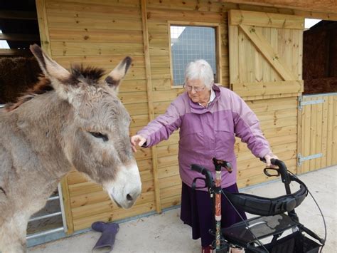 Therapy and care donkeys - The Donkey Breed Society