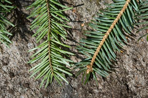 Picea abies | Plants Direct – Victoria, BC