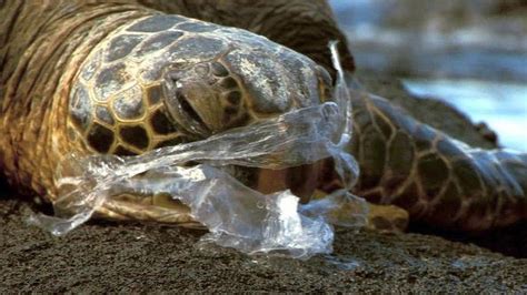 Leatherback Turtle Eating Plastic Bags