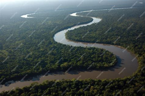 Premium Photo | Amazon Rainforest in Brazil