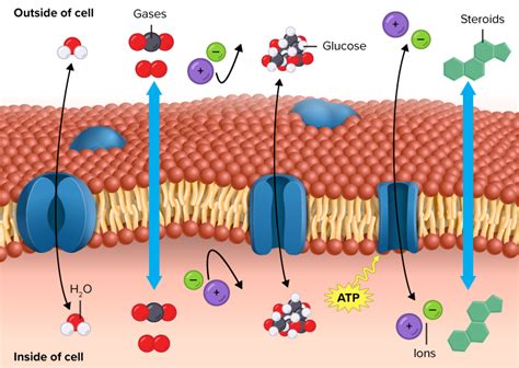 Phospholipid Bilayer