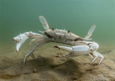 Rare "Albino" Blue Crab on Display at Maritime Museum after Adventurous ...