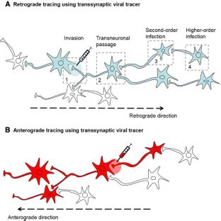 Trans-synaptic Neural Circuit-Tracing with Neurotropic Viruses | SpringerLink