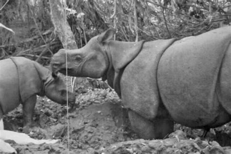 To help beleaguered Javan rhinos, study calls for tree felling, captive breeding | Focusing on ...