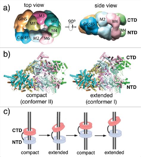 CMG helicase structure and translocation mechanism. (a) Low resolution... | Download Scientific ...