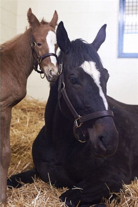 Zenyatta and 13Z | Pretty horses, Zenyatta horse, Baby horses