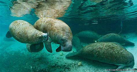 Species Spotlight Florida Manatee