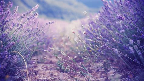 🔥 [67+] Lavender Flower Wallpapers | WallpaperSafari