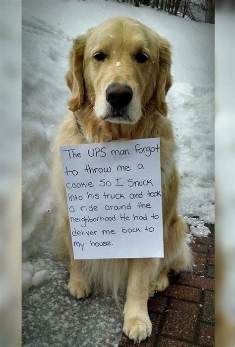 Funny Dogs Golden Retriever