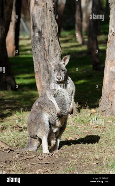 Australia, Adelaide. Cleland Wildlife Park. Red kangaroo (Macropus ...