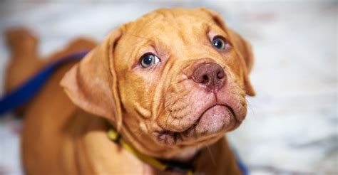 Red Nose Pitbull Dogs - 30 Things You Never Knew About Them!