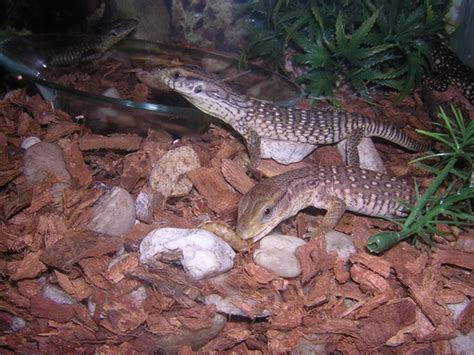 Savannah Monitor Facts and Pictures | Reptile Fact