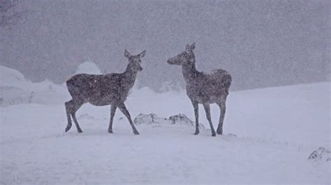 4k Red Deer Winter Snow Grazing Stock Footage Video (100% Royalty-free) 11625803 | Shutterstock