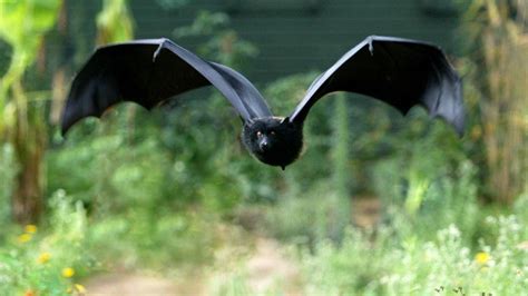 Facts About Bats For Kids | Bats Diet and Habitat